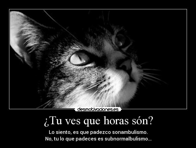 carteles gatossonambulismo tarde horas desmotivaciones
