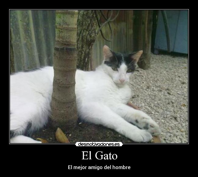 El Gato -