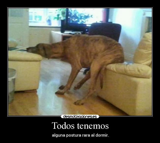 carteles comodo perrito desmotivaciones