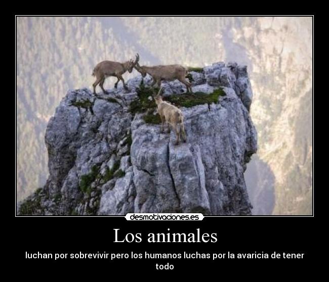 Los animales - 