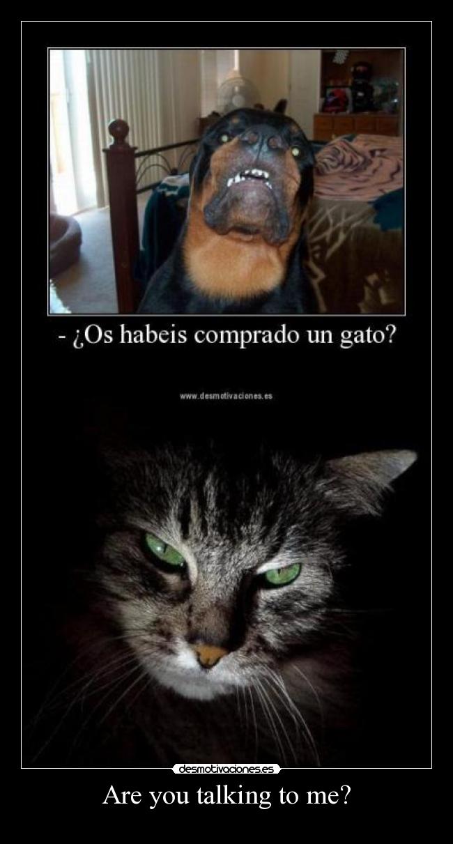 carteles miau desmotivaciones