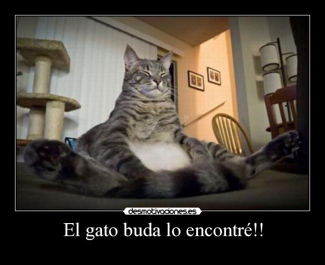 El gato buda lo encontré!! - 
