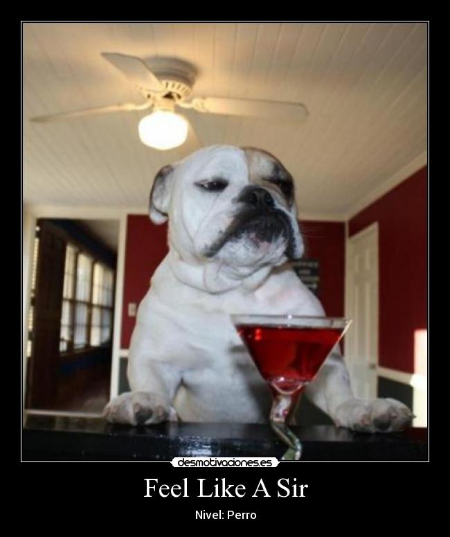 Feel Like A Sir - Nivel: Perro