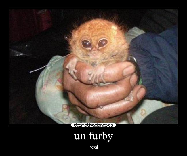 un furby - real