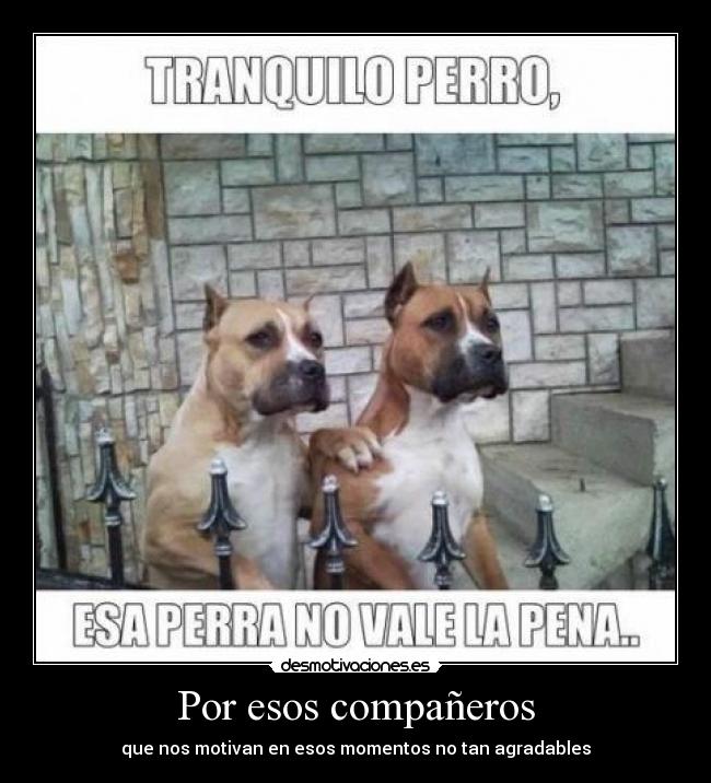 carteles companero espiar mirar perro novia desmotivaciones