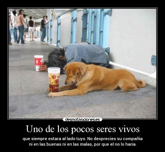 Uno de los pocos seres vivos - que siempre estara al lado tuyo. No desprecies su compañia
ni en las buenas ni en las malas, por que el no lo haria.