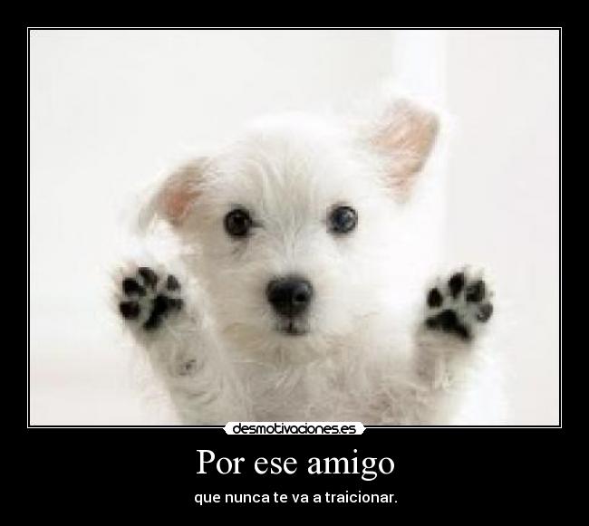 Por ese amigo - que nunca te va a traicionar.