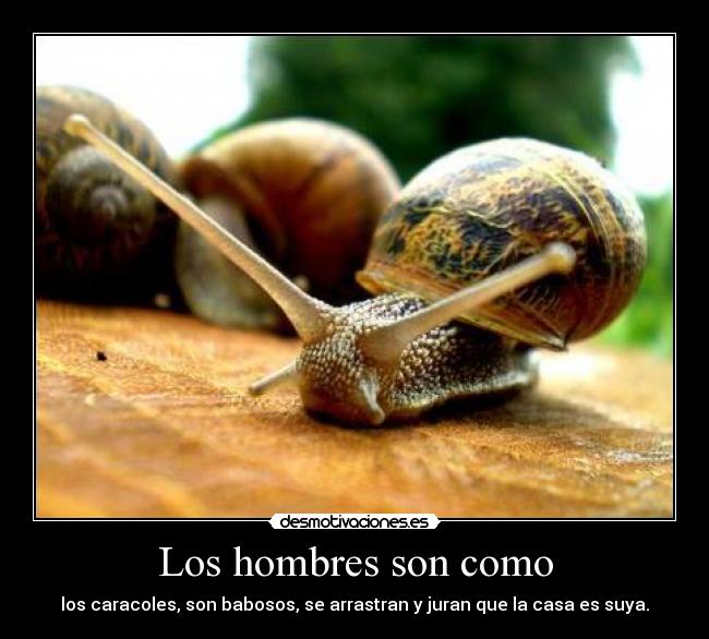 Los hombres son como - los caracoles, son babosos, se arrastran y juran que la casa es suya.
