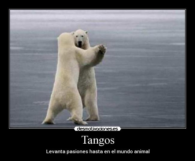 carteles oso desmotivaciones