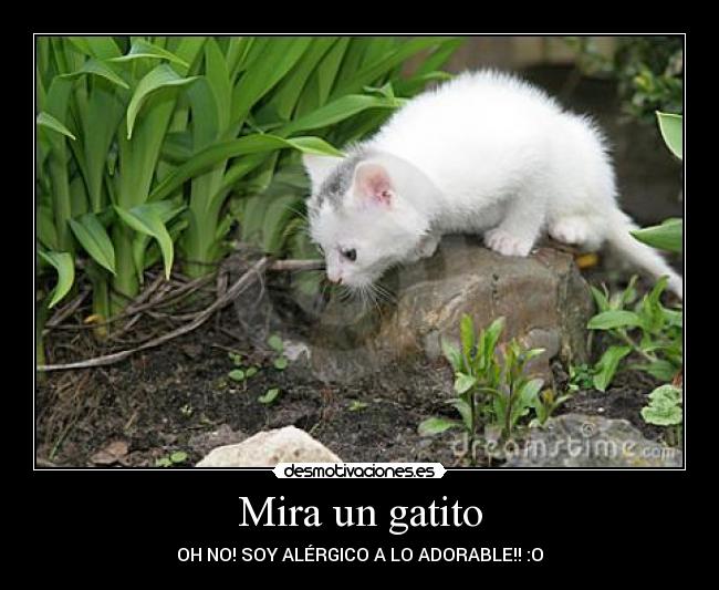 Mira un gatito - OH NO! SOY ALÉRGICO A LO ADORABLE!! :O