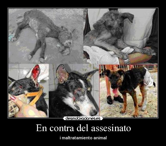 En contra del assesinato - 