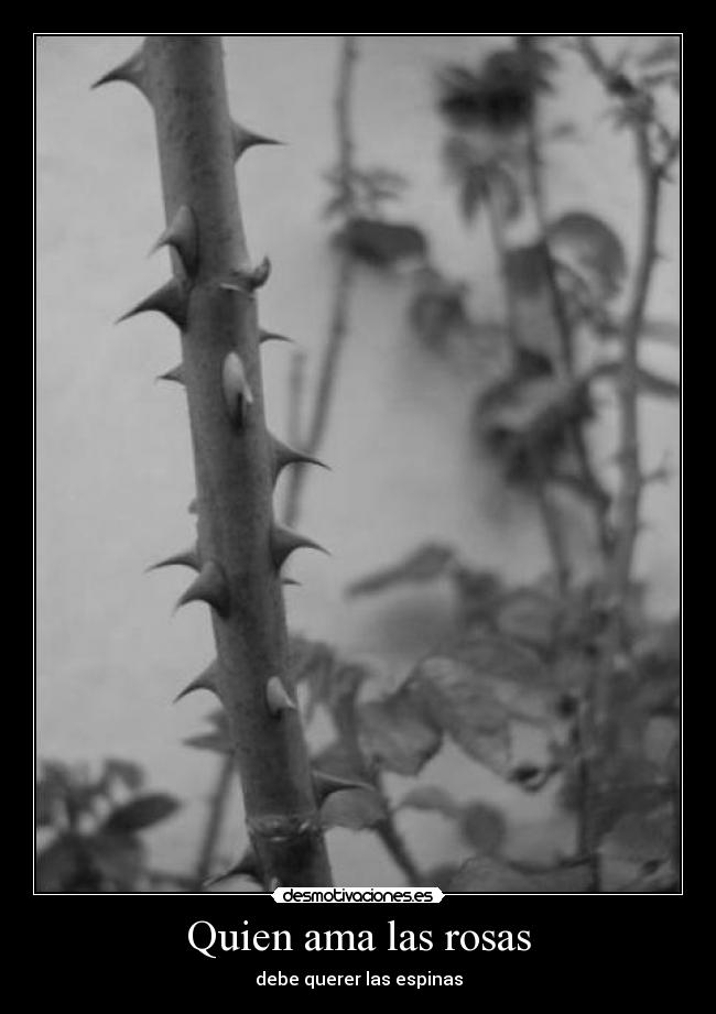 Quien ama las rosas - 