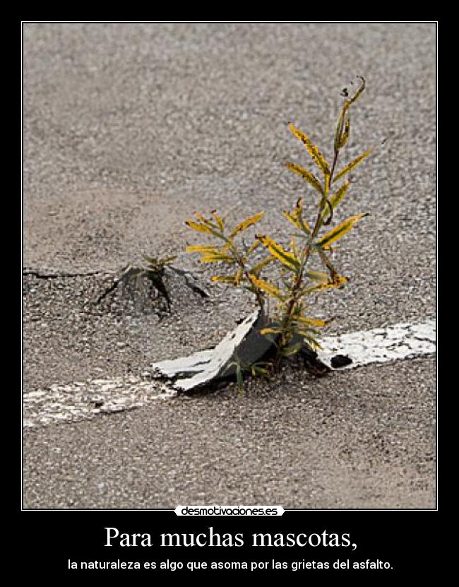 Para muchas mascotas, - la naturaleza es algo que asoma por las grietas del asfalto.