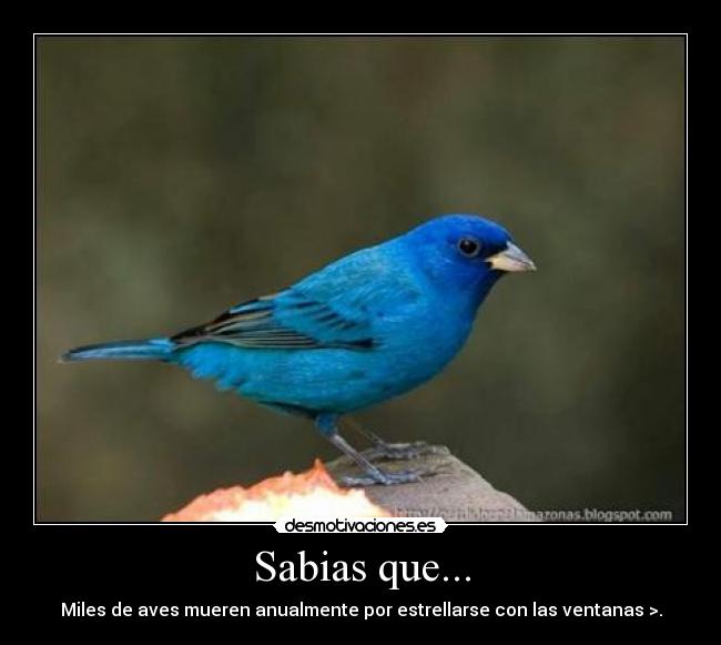 Sabias que... - Miles de aves mueren anualmente por estrellarse con las ventanas >.