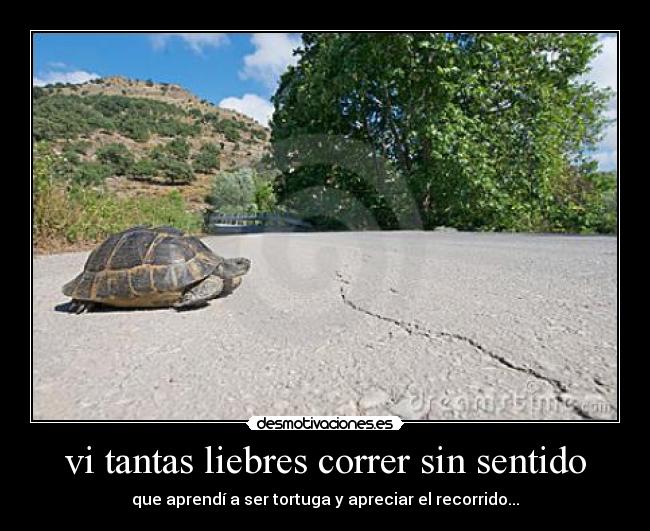 vi tantas liebres correr sin sentido -