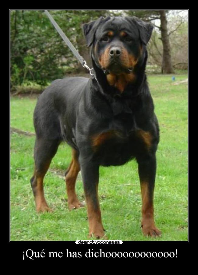 ¡Qué me has dichoooooooooooo! - 