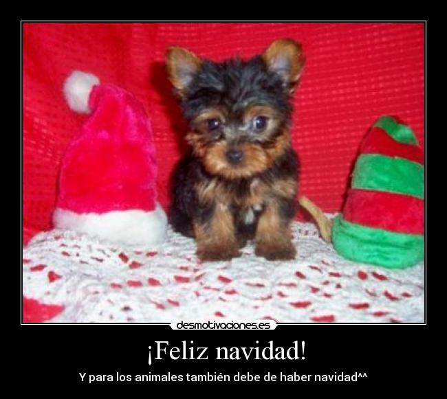 ¡Feliz navidad! -