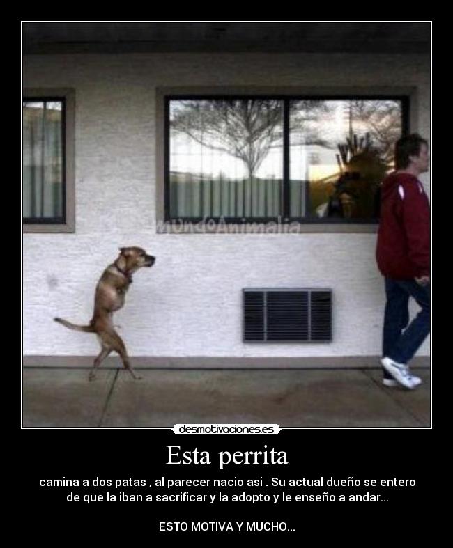 Esta perrita - 