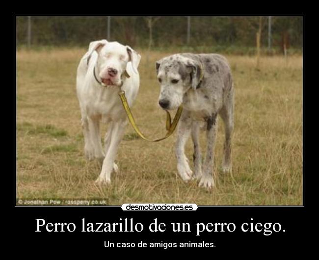 Perro lazarillo de un perro ciego. - 