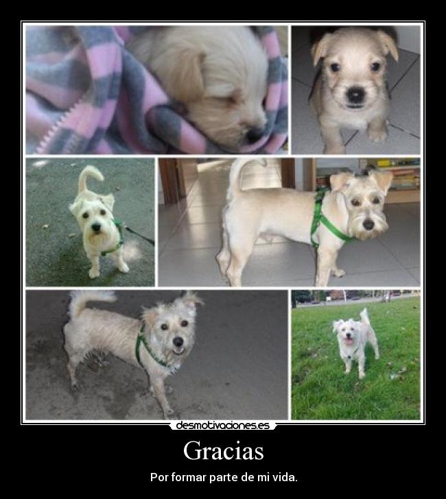 Gracias - 