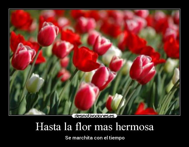 Hasta la flor mas hermosa - Se marchita con el tiempo