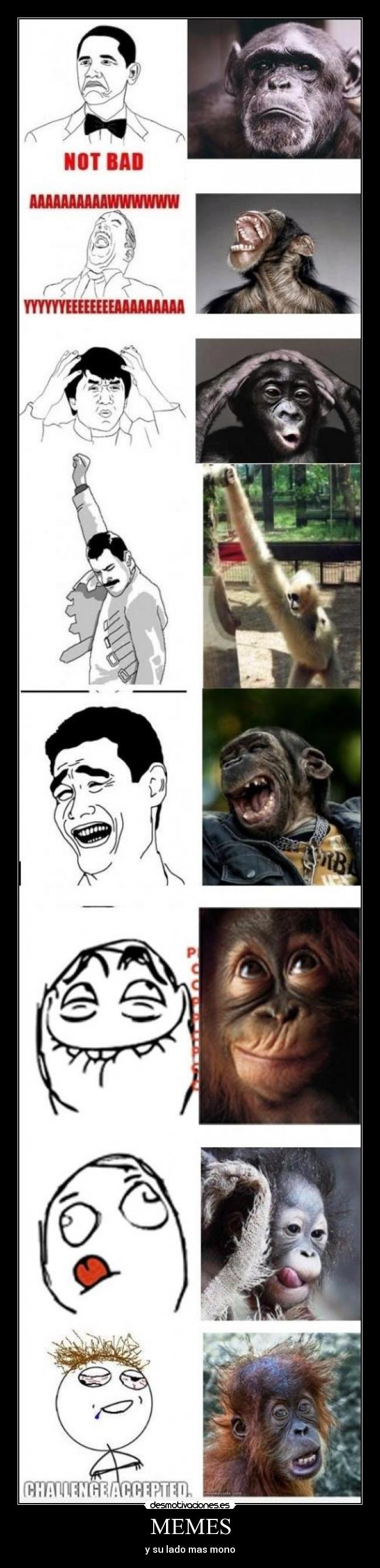 MEMES - y su lado mas mono