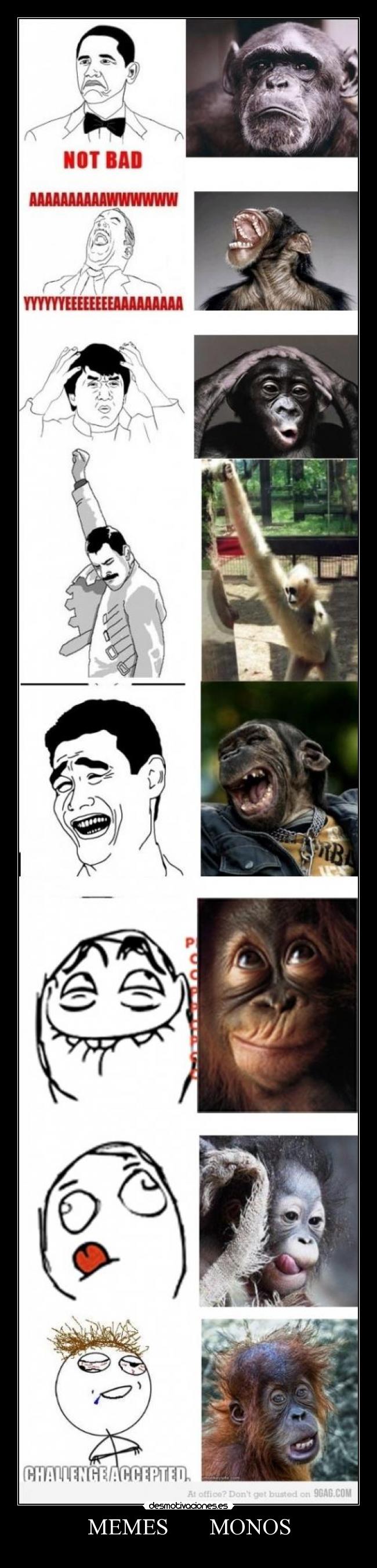 MEMES MONOS -