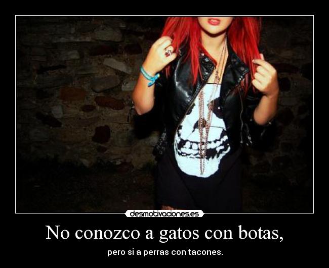 carteles gatos puta perra desmotivaciones