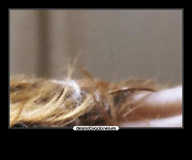 carteles las ardillas molan megacartel 1325 desmotivaciones