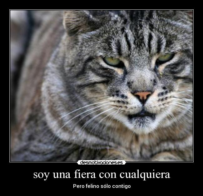 soy una fiera con cualquiera - Pero felino sólo contigo