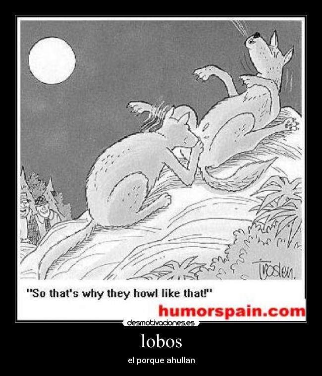lobos - el porque ahullan