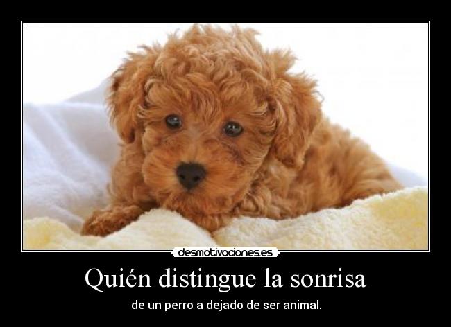 carteles sonrisa animal perros mascota desmotivaciones