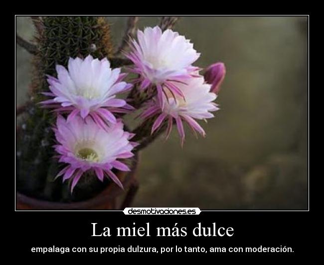 La miel más dulce - empalaga con su propia dulzura, por lo tanto, ama con moderación.