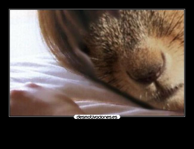 carteles las ardillas molan megacartel 1625 desmotivaciones