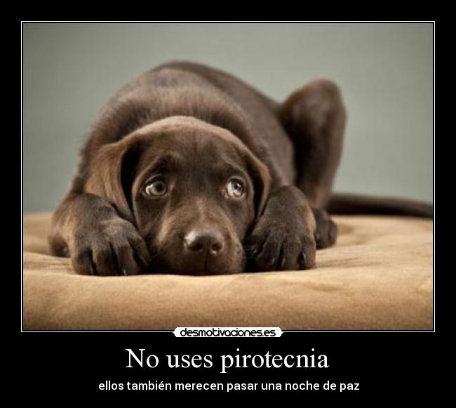 carteles perros desmotivaciones