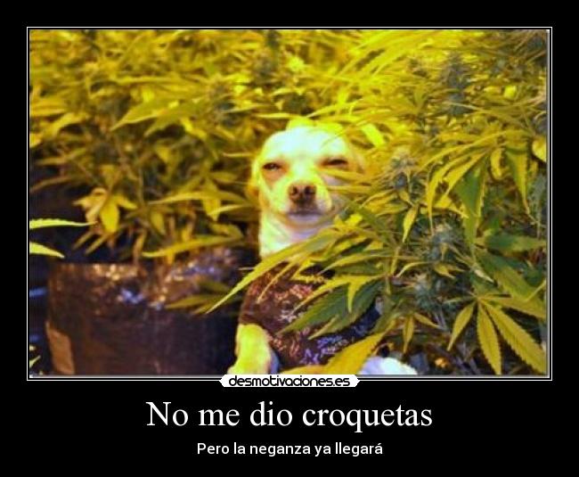 No me dio croquetas - Pero la neganza ya llegará