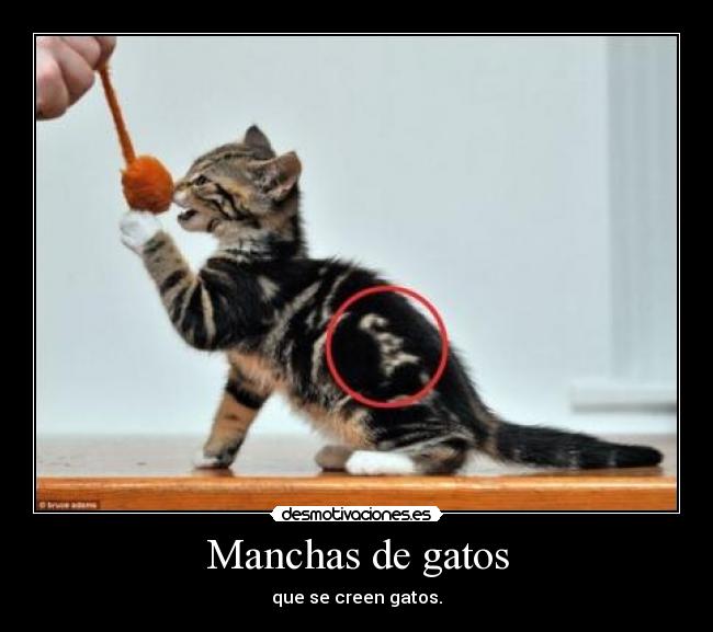 Manchas de gatos -