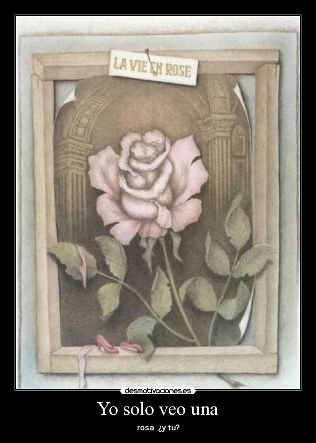 Yo solo veo una - rosa ¿y tu?