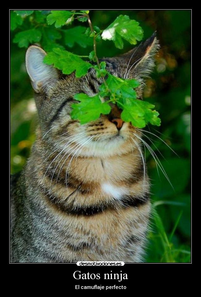 Gatos ninja -
