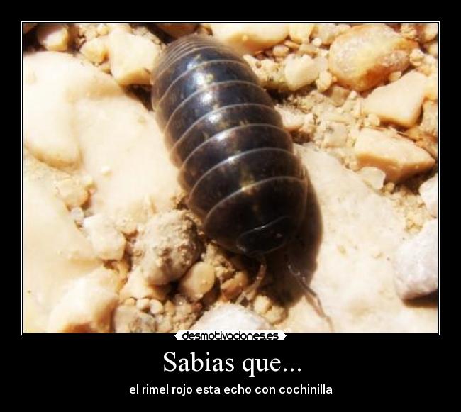 Sabias que... - 