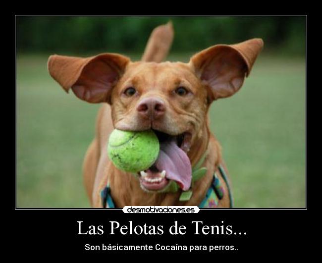 Las Pelotas de Tenis... -