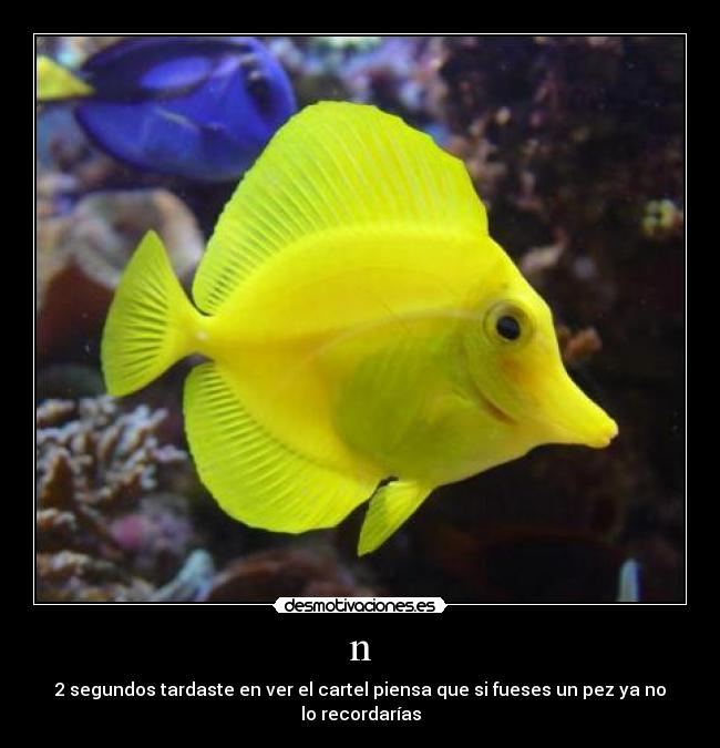 n - 2 segundos tardaste en ver el cartel piensa que si fueses un pez ya no lo recordarías