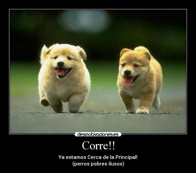 Corre!! - Ya estamos Cerca de la Principal!
(perros pobres ilusos)