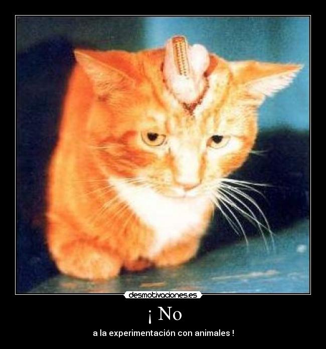 ¡ No - a la experimentación con animales !
