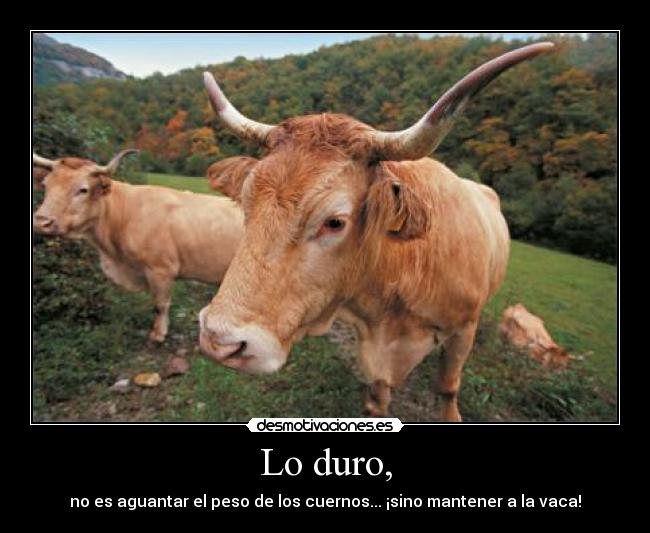Lo duro, - no es aguantar el peso de los cuernos... ¡sino mantener a la vaca!