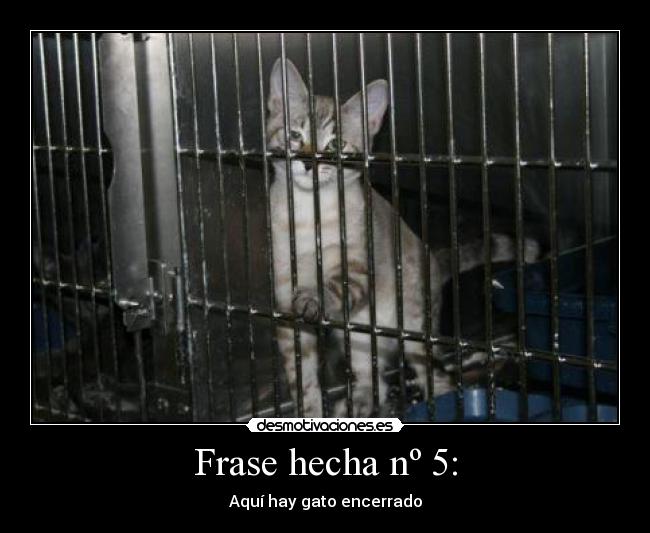 Frase hecha nº 5: - Aquí hay gato encerrado