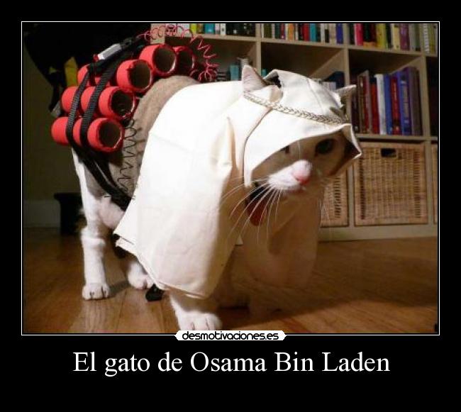 El gato de Osama Bin Laden -