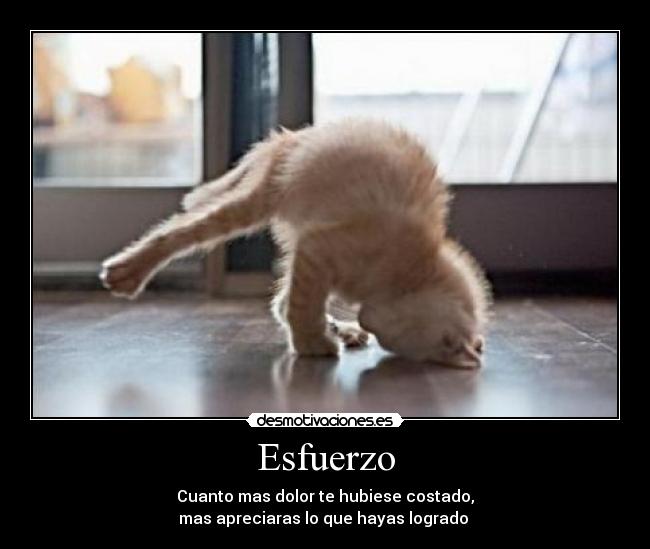 carteles esfuerzo gatosgatito logro desmotivaciones