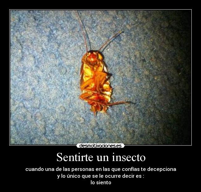 Sentirte un insecto - cuando una de las personas en las que confías te decepciona
y lo único que se le ocurre decir es :
lo siento