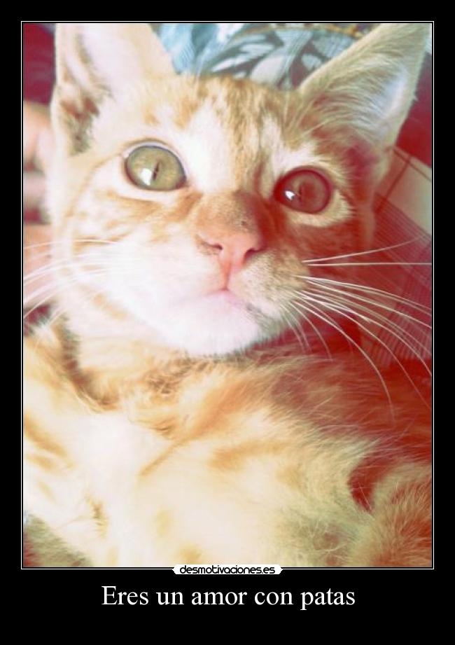 Eres un amor con patas -